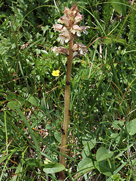 Orobanche alba