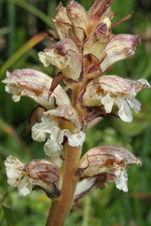 Orobanche alba
