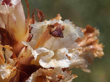 Orobanche amethystea