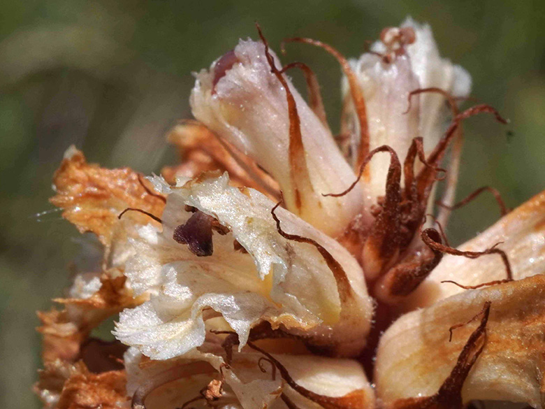 Orobanche amethystea