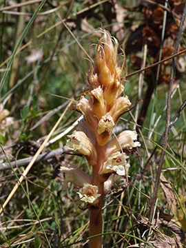 Orobanche amethystea