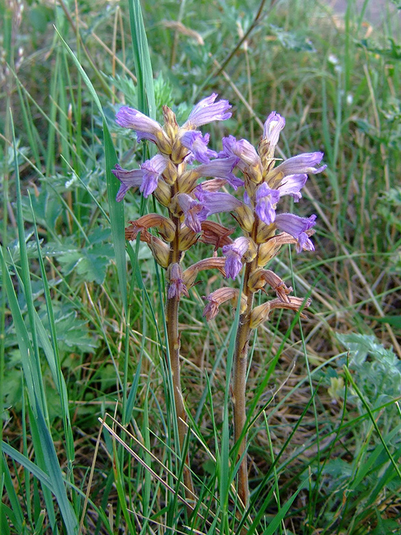 Orobanche purpurea