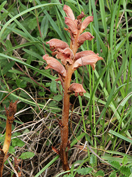 Orobanche teucrii