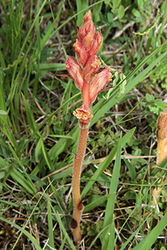 Orobanche teucrii