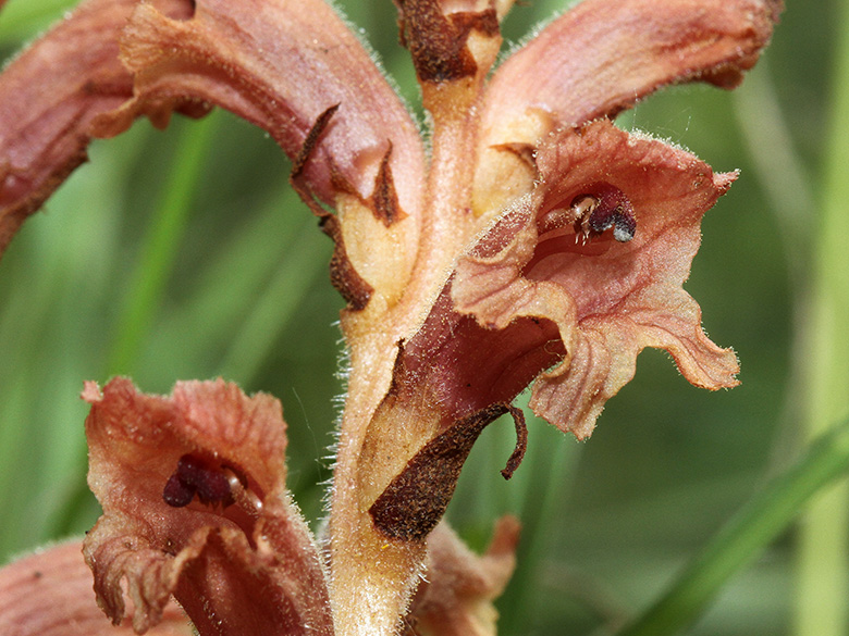 Orobanche teucrii