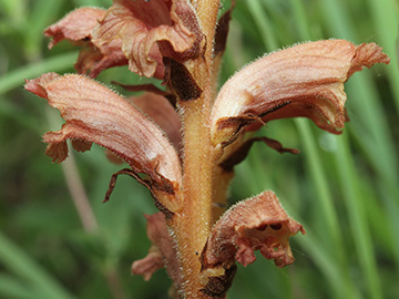 Orobanche teucrii