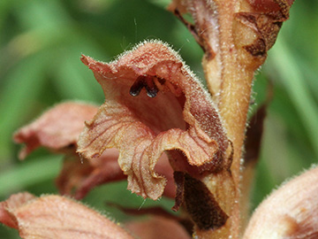 Orobanche teucrii