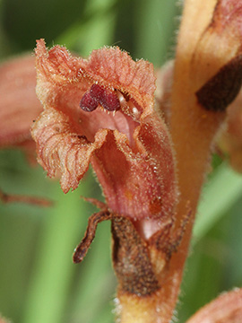 Orobanche teucrii