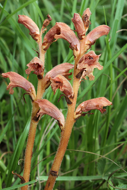 Orobanche teucrii