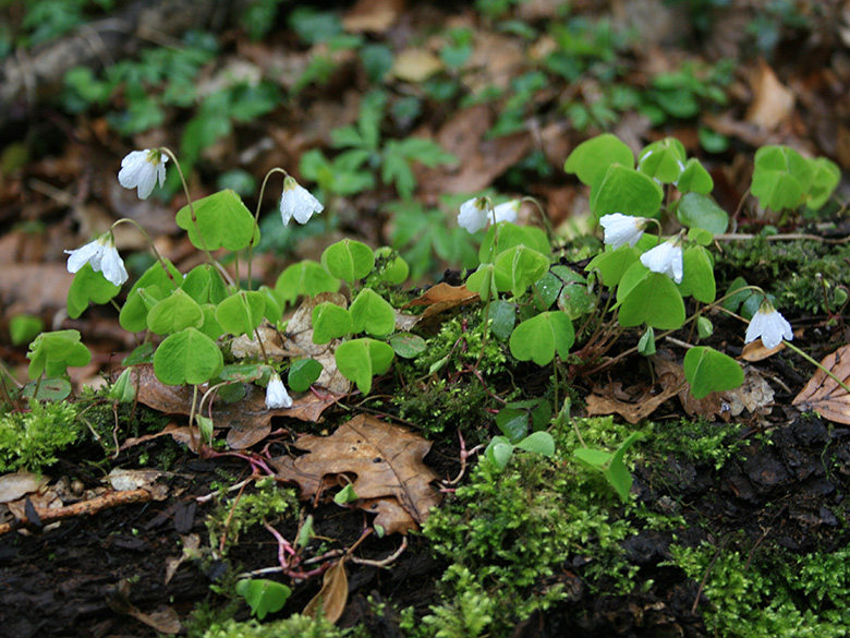 Oxalis acetosella