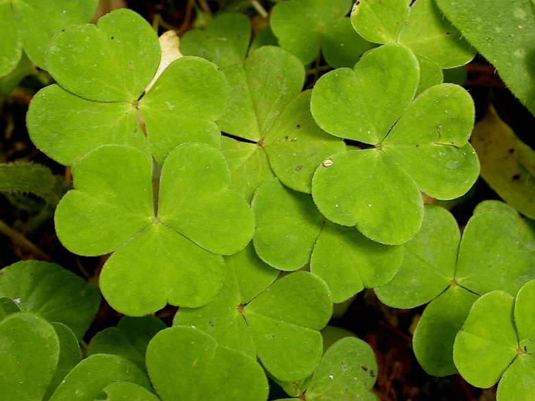 Oxalis acetosella