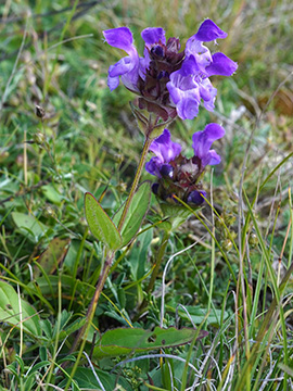 Prunella grandiflora