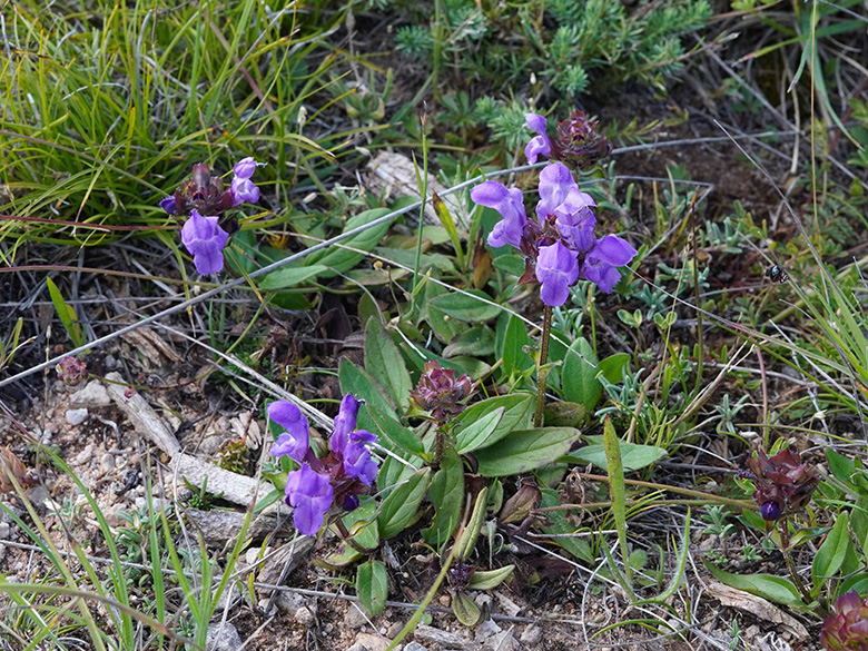 Prunella grandiflora