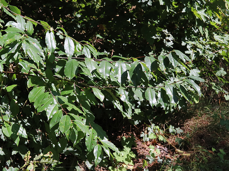 Prunus serotina