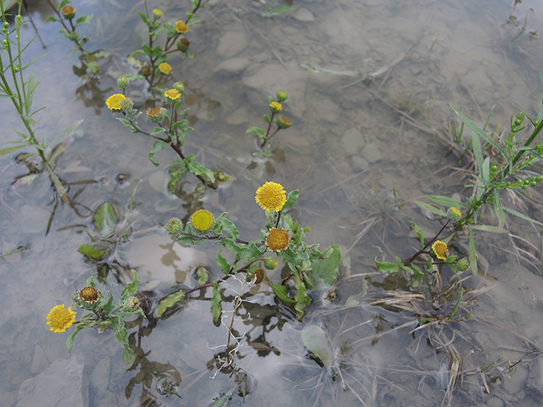 Pulicaria vulgaris
