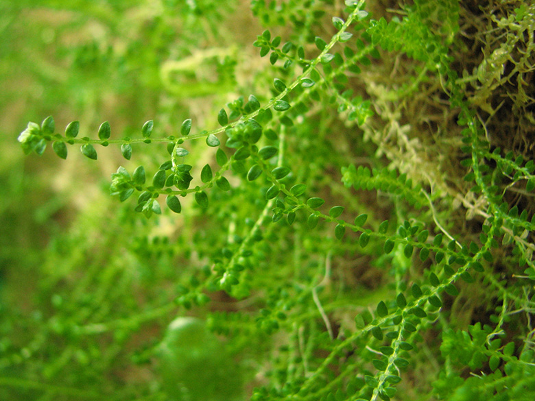 Selaginella apoda