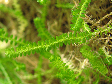 Selaginella apoda