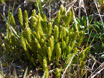 Selaginella selaginoides