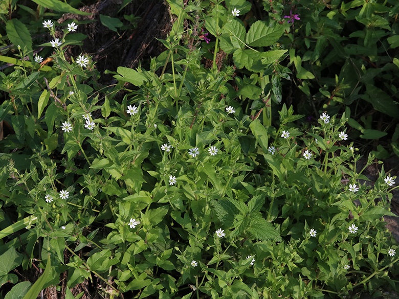 Stellaria aquatica