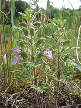 Teucrium botrys