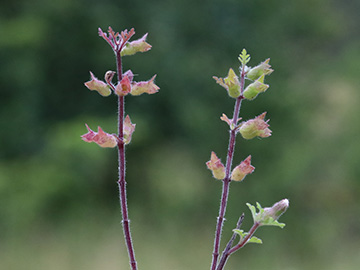 Teucrium botrys