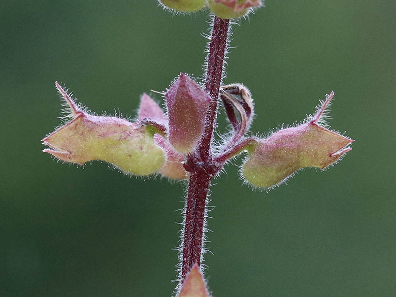 Teucrium botrys