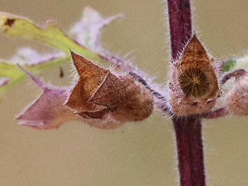 Teucrium botrys