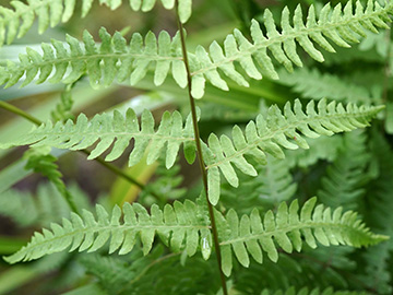 Thelypteris palustris