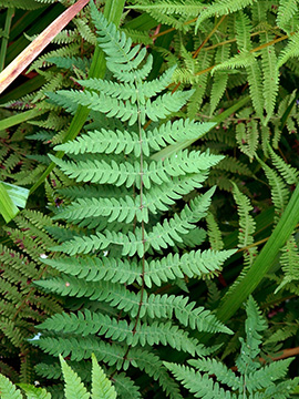 Thelypteris palustris