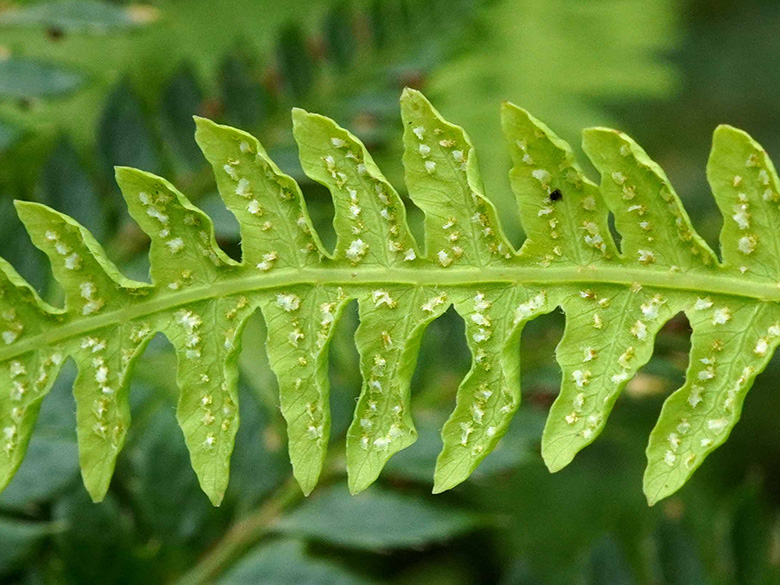 Thelypteris palustris