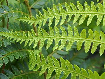 Thelypteris palustris