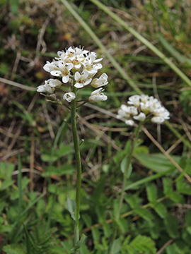 Noccaea caerulescens sylvestris