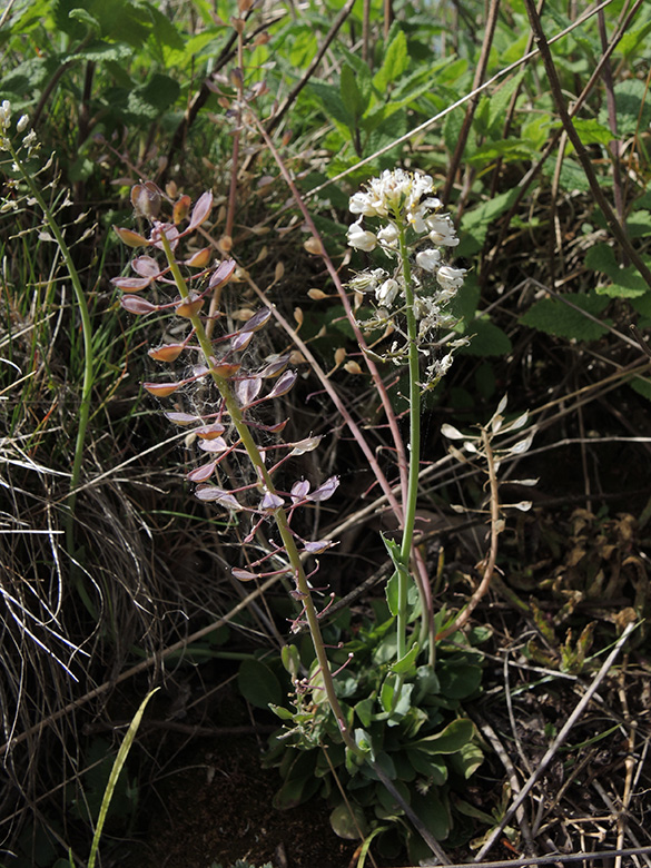Noccaea caerulescens sylvestris