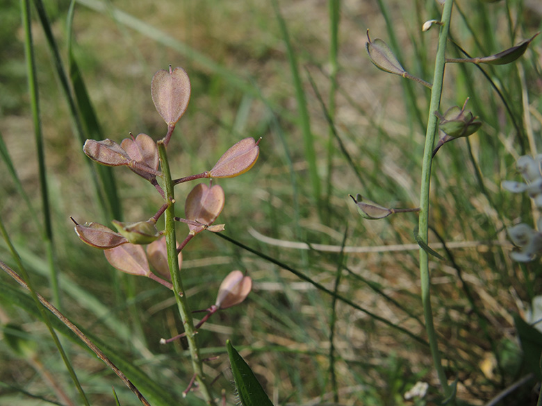 Noccaea caerulescens sylvestris