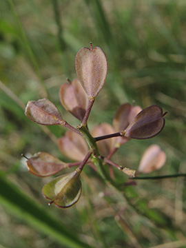 Noccaea caerulescens sylvestris
