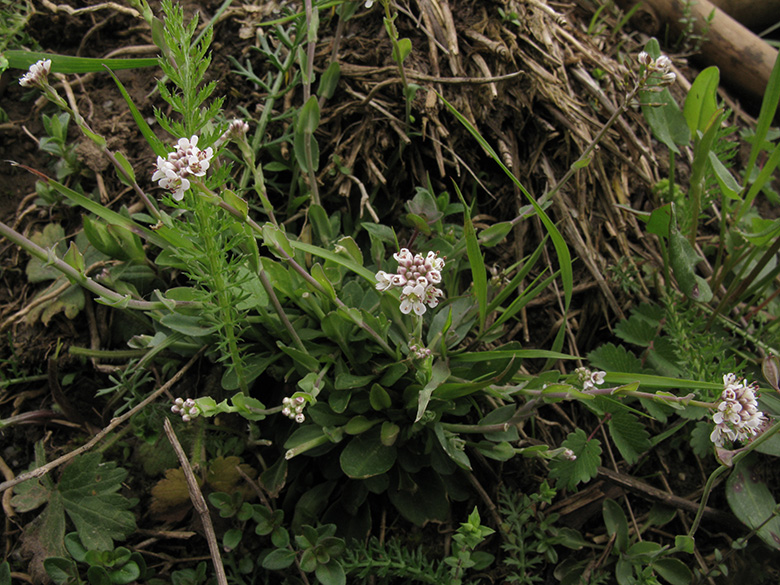 Noccaea caerulescens sylvestris