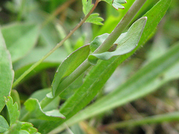 Noccaea caerulescens sylvestris