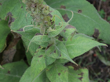 Verbascum densiflorum