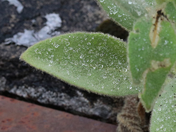 Verbascus thapsus