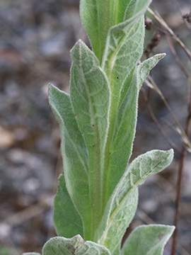 Verbascum thapsus