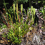 Diphasiastrum complanatum - Gewöhnlicher Flachbärlapp