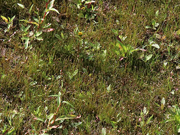 Eleocharis acicularis