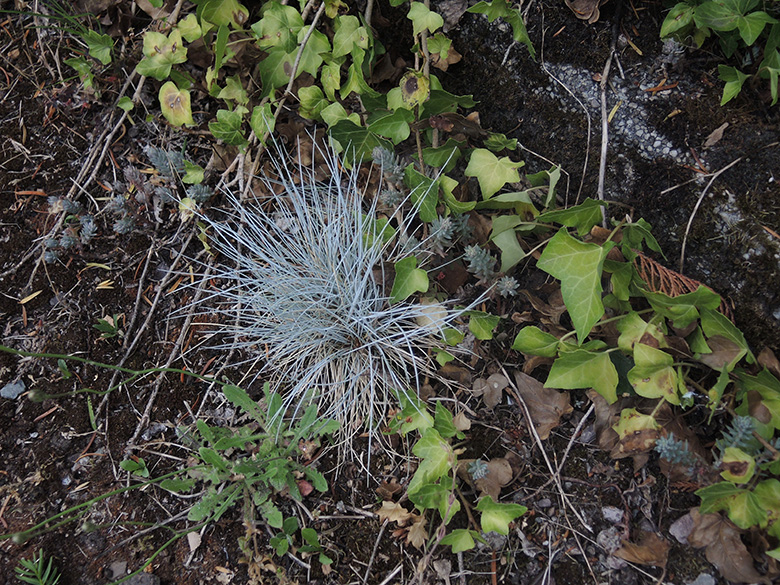 Festuca glauca