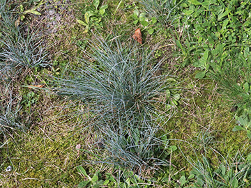 Festuca glauca