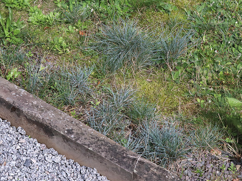 Festuca glauca