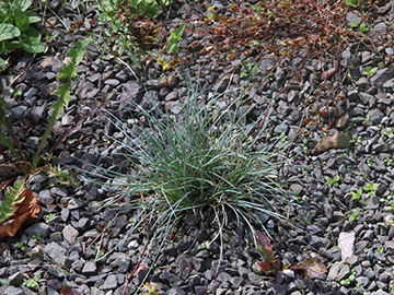 Festuca glauca