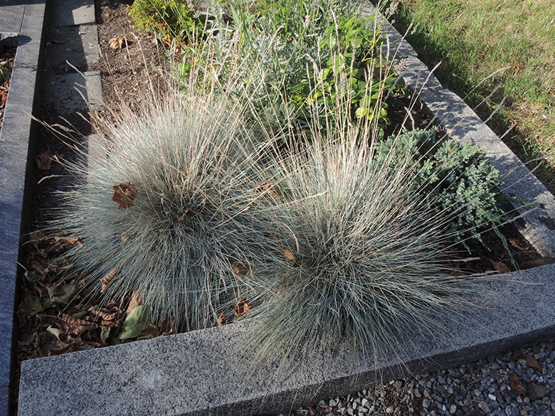 Festuca glauca