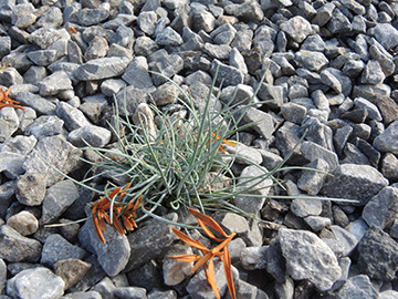 Festuca glauca