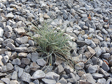 Festuca glauca