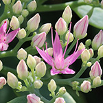 Hylotelephium spectabile - Schöne Fetthenne